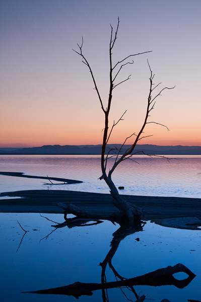 Denise Taylor • Sunset Tree Silhoutte