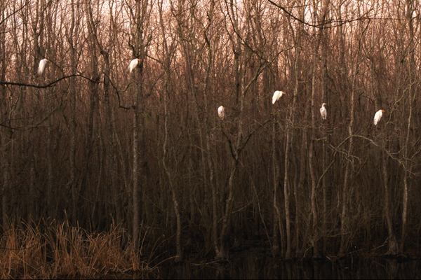 Jerry Breaux • Birdscapes Series - Image 1