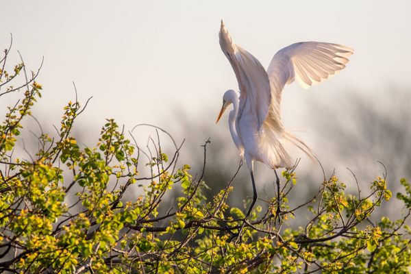 Jerry Breaux • Birdscapes Series - Image 11 •  Honorable Mention