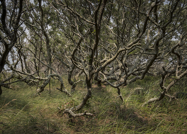 Ken Ross • Ocracoke, N.C.