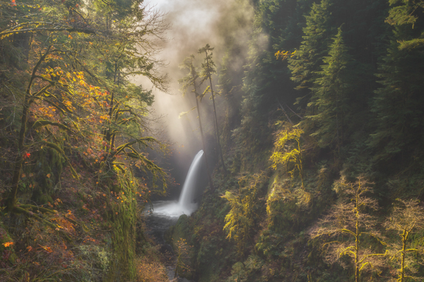 Pat Rose • Enchanted Forest • Juror's Award #1