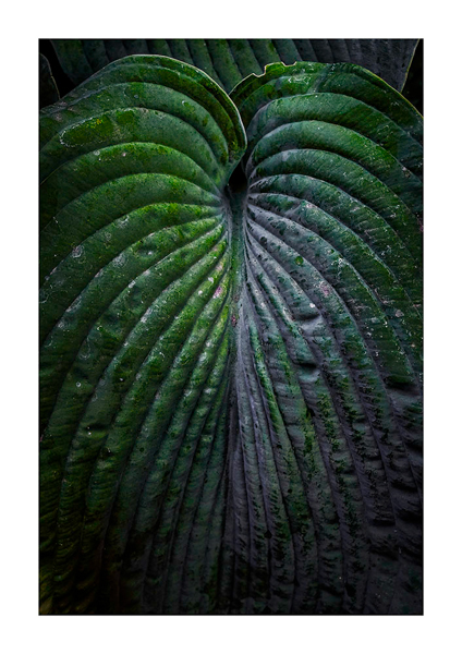 Robert Brummitt • Plant Detail Forest Grove