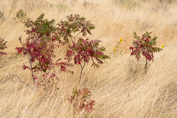 Robert Potts • Sumac and Sunflower