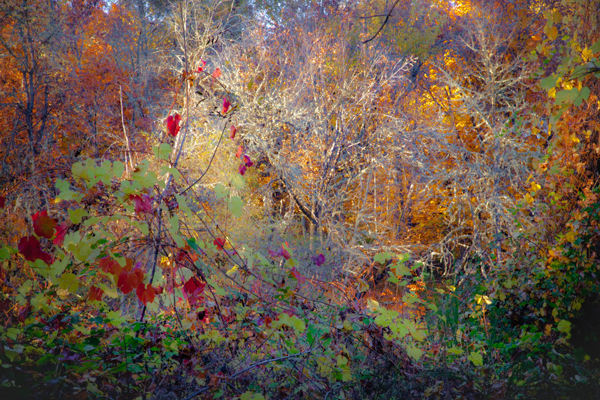 Roger Dorband • Autumn Concerto • Juror's Award #2
