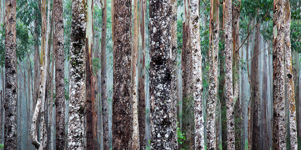 Scott Hoyle • Eucalyptus Forest