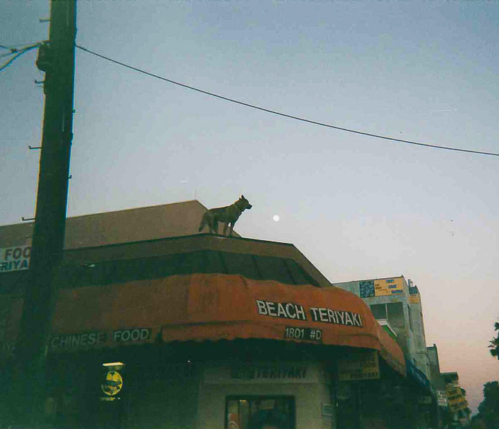 Yvette Kinyon • 
Venice Beach Teriyaki