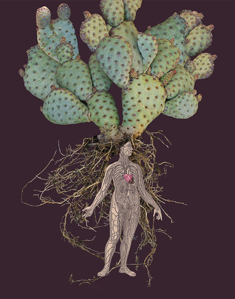 Sandra Klein • 
Graceful Opuntia • 
Pignent Ink Print • 
$450
