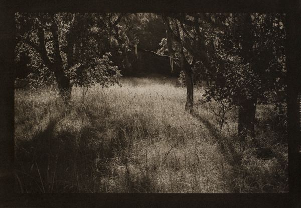 Walt O’Brien • Arboretum Meadow • Platinum:Palladium • $795