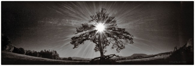 Paul Barden • Coldwater, Ontario •	
Glow Tree •
Camera: Panoramic Pinhole •
