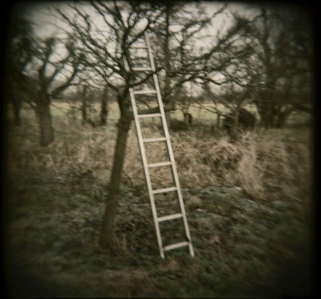 Silke Hase • Malden, Ma. •
Orchard Plate12 •
Camera: Holga 
