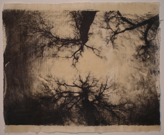 
Kathleen Donohoe •
Family Trees •
Camera: 4x5 Pinhole
