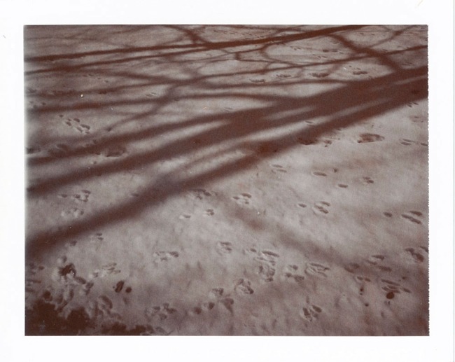 
Sharon Asplan • Seven Mile, Oh. •
Tree Shadows in Snow •	
Camera: Polaroid Colorpack II
