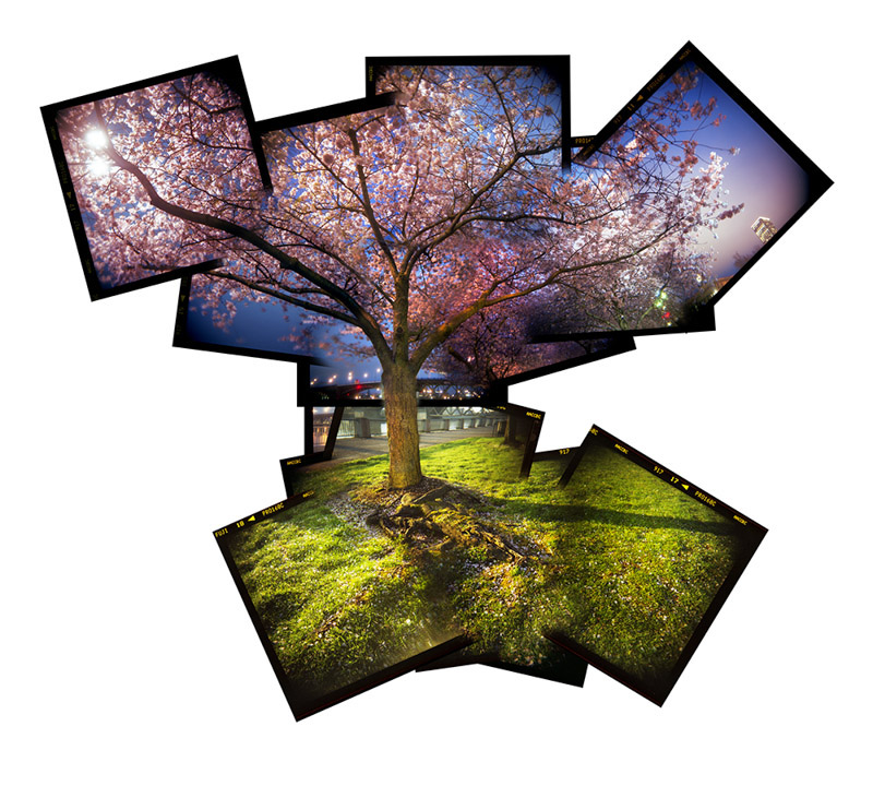 Tree of Days •
Holga •
Zeb Andrews •
Portland, Oregon

