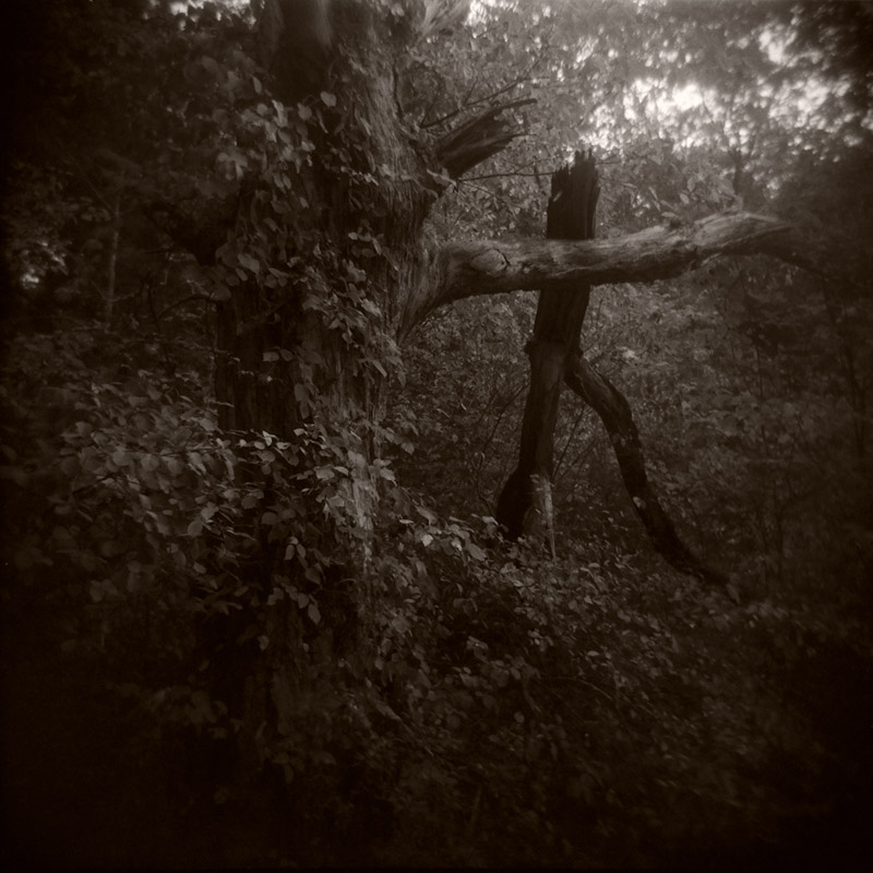 Trees 1 •
Holga •
Dennis Stein •
Medfied, Massachucetts
