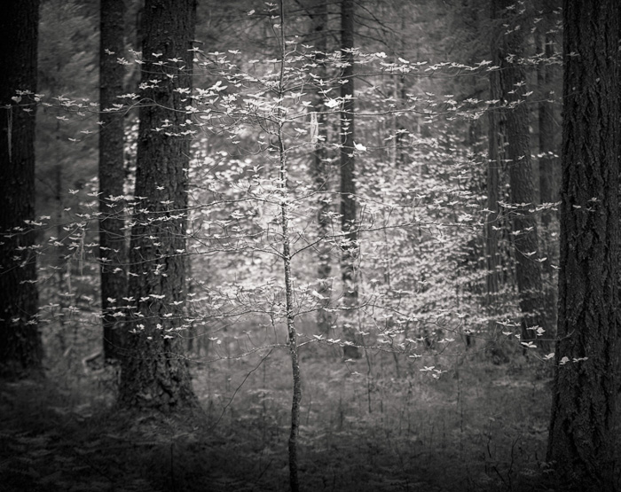 Darcie Sternenberg • Dogwood Forest