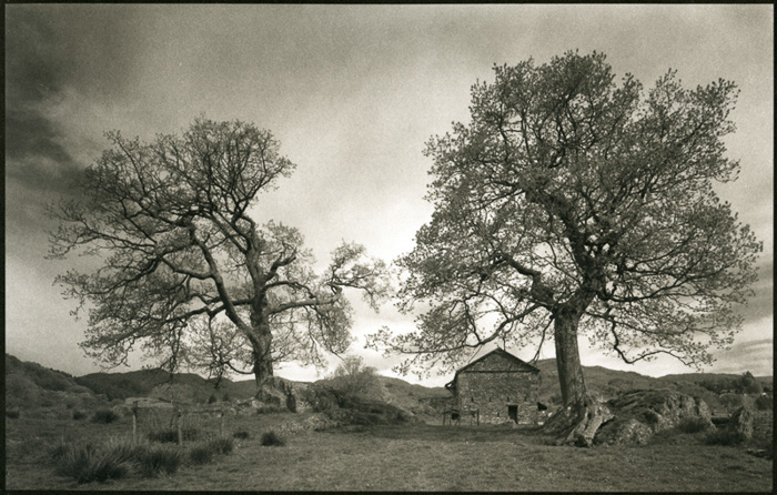 Donald MacDonald • Barn and Two Trees