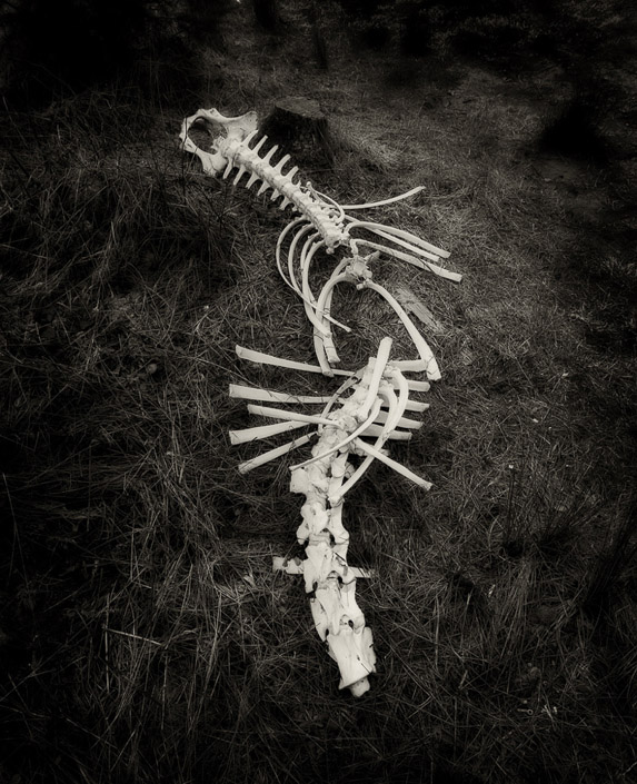 David Bardes • Skeleton