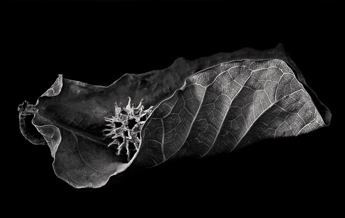 Jim Congleton • Leaf and Seed Pod 1