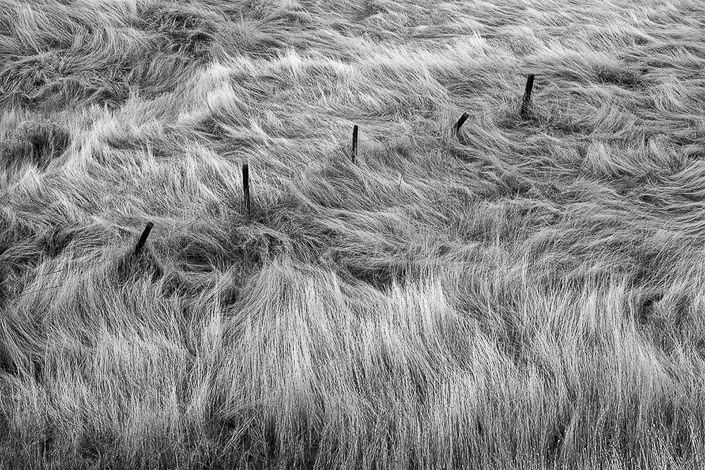 Patrick Kolb • Winter Grass