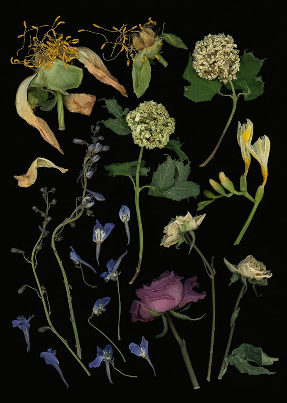 Pat Rose •
Old Botanical Print