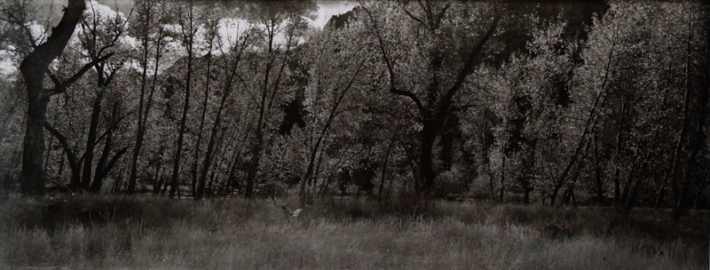 Backlit Oaks Yosemite Valley