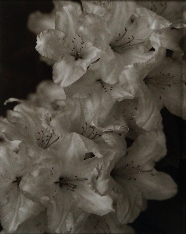 Rhododendron Oregon