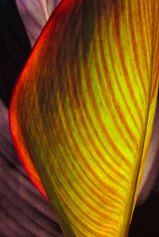 Dave Schaerer • Canna