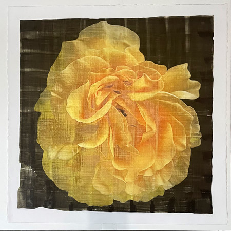 Jamie Buzil •
Yellow Rose 4 •
Emulsion Lift jpg