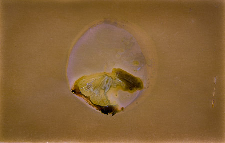 Jenna Maurice •
Archive of Things  - Lemon •
Lumen Archival Print