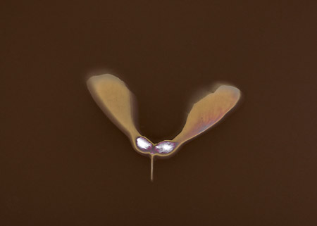 Jenna Maurice •
Archive of Things  - Maple•
Lumen Archival Print