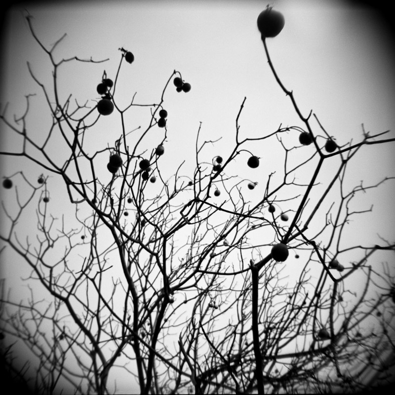 Jenny Kolkun • Spooky Tree