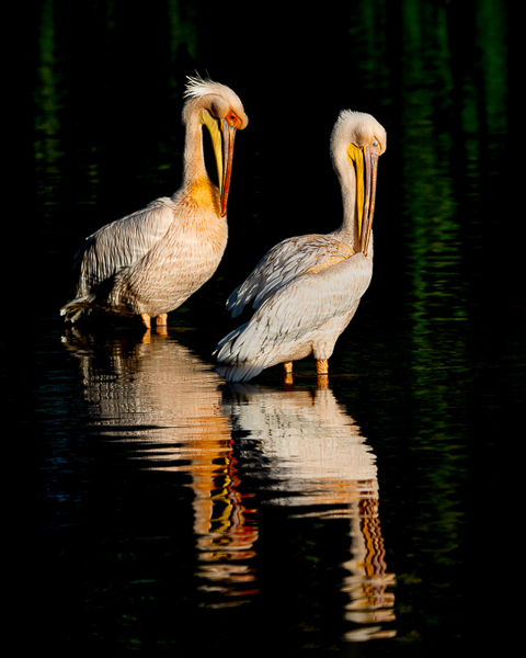 David White • Preening Perfection