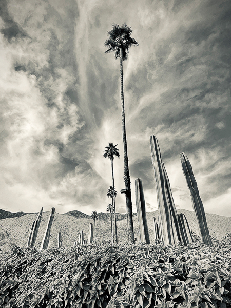 Horatio Law • Palm Springs Morning