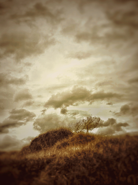 Julie Moore • lone tree kissed by cloud and grass