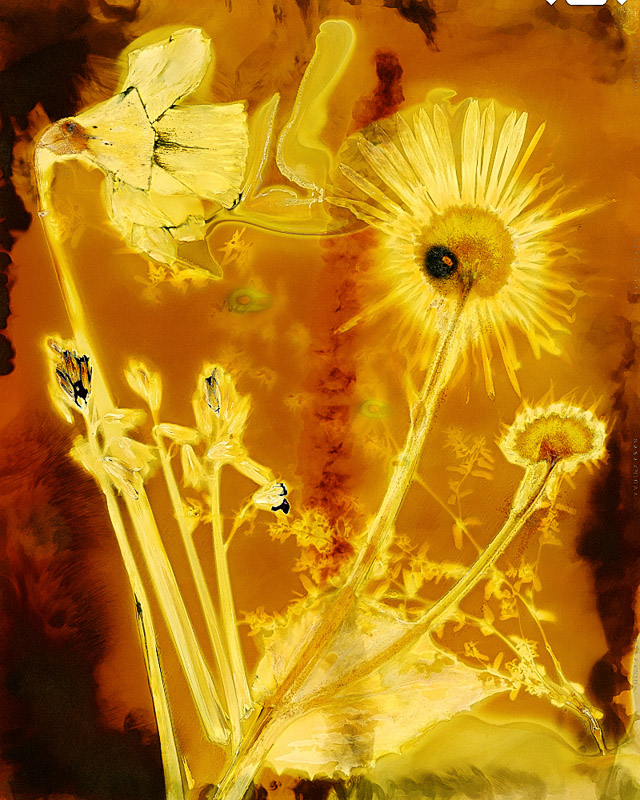 Joseph Deiss • Daffodil and Daisies