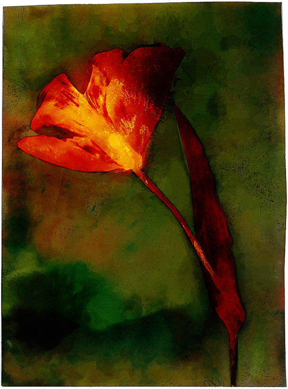 Joseph Deiss • Red Flower