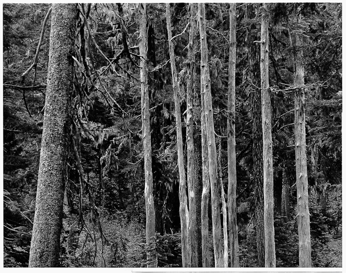 MIchael Demkowicz • Trees, Mt. Rainier