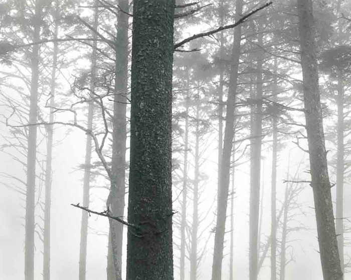 MIchael Demkowicz • Trees and Fog