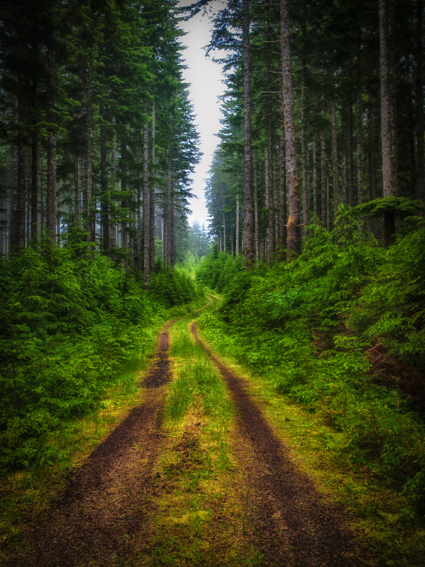 Bob Levine • Forest Road