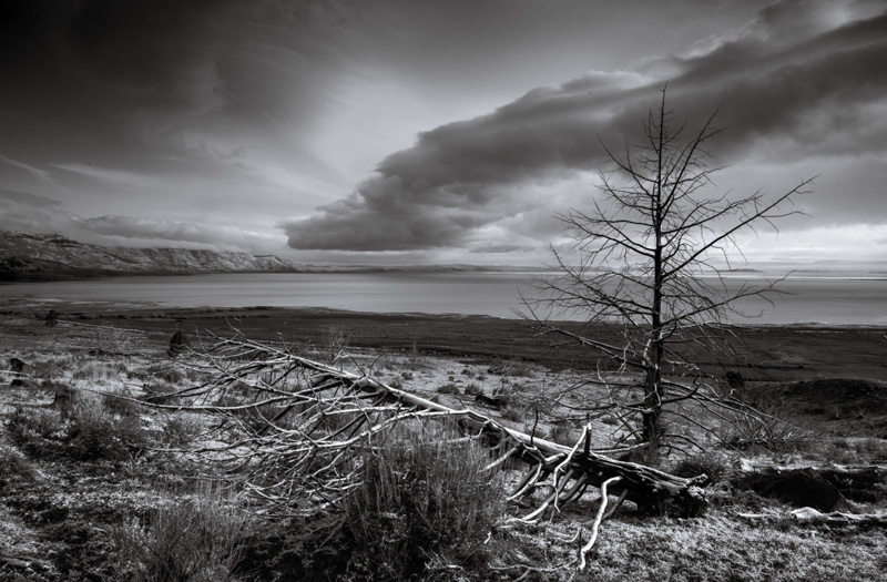 David Schaerer • Dead Trees, Summer Lake