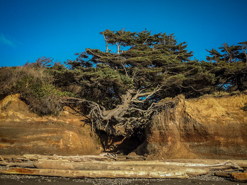 Leigh Oviatt • Bridging the Gap • Juror Award • Ken Hochfeld