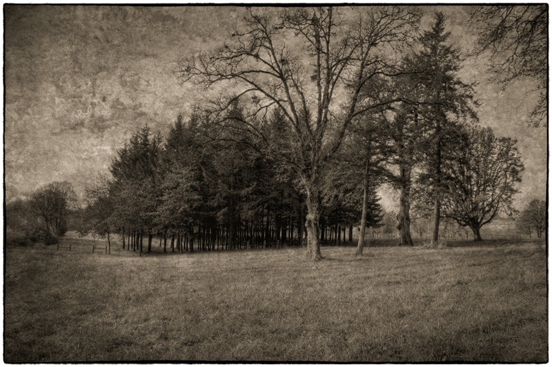 Ray Tatyrek • Clackamas Country Pasture