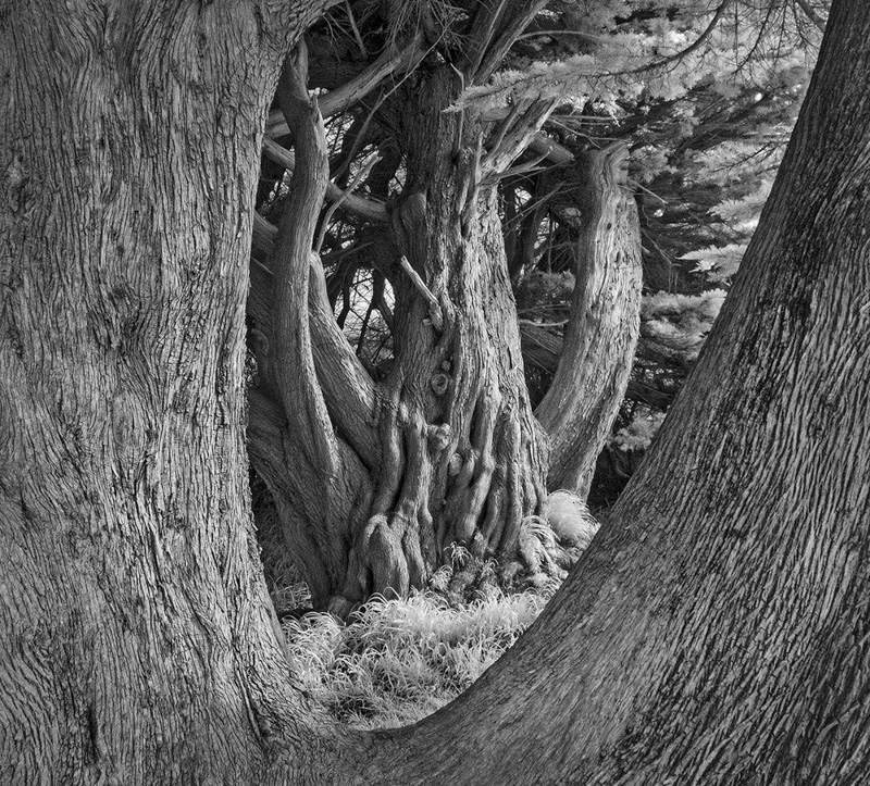 Rich Bergeman • Old Cedars at Port Orford