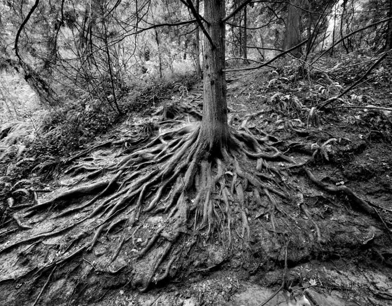 Stu Levy • Hemlock, Hoyt Arboretum