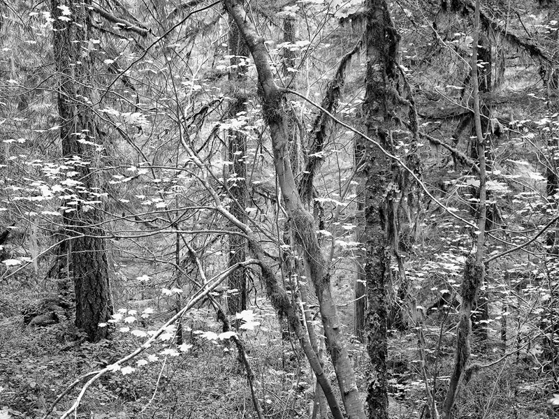 Susan Turner • Fall at Opal Creek