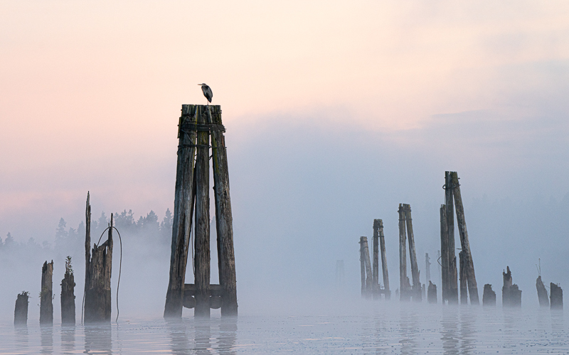 14_Heron_on_Pilings