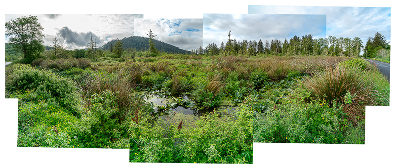 1_Chinook_Wetland