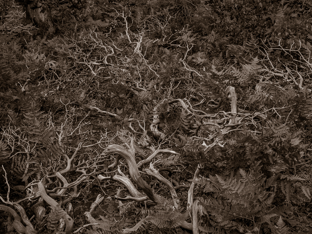 15 • The Forests Lyrical Imitation of My Emotional Confusion