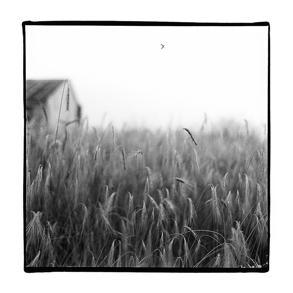 Amee Ellis • Grass Barn Bird