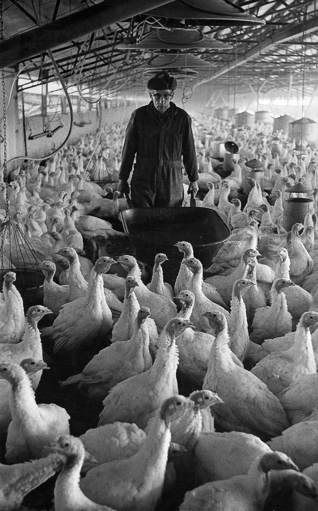 Dave Levingston • Turkey Man